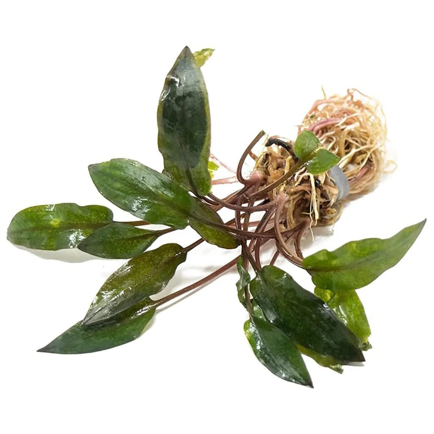 Cryptocoryne Wendtii Red