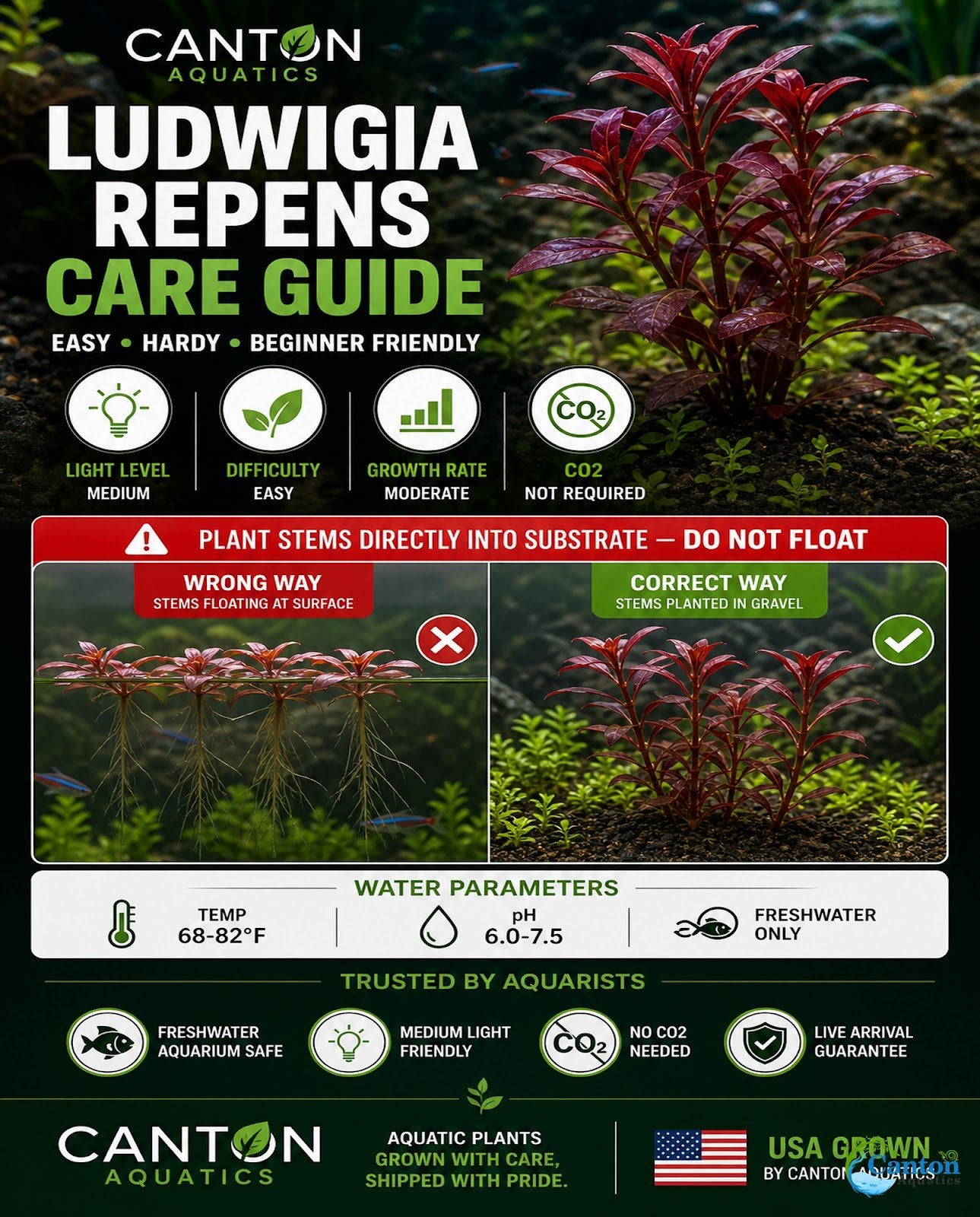 3 Pack Ludwigia Repens Dark Red