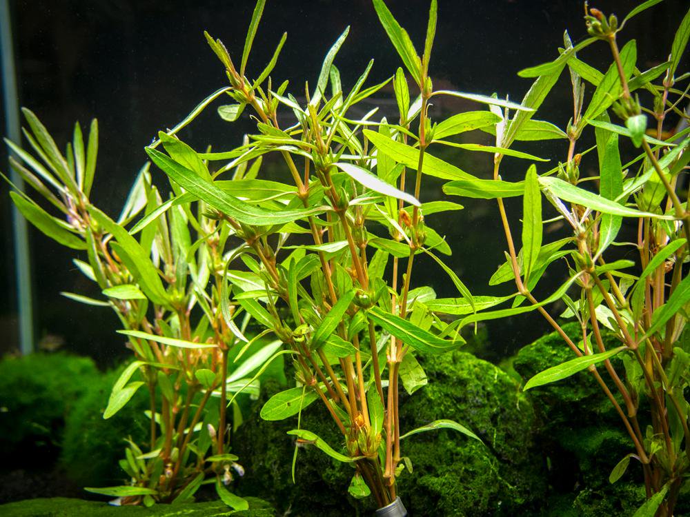 Cryptocoryne Crypt Balansae