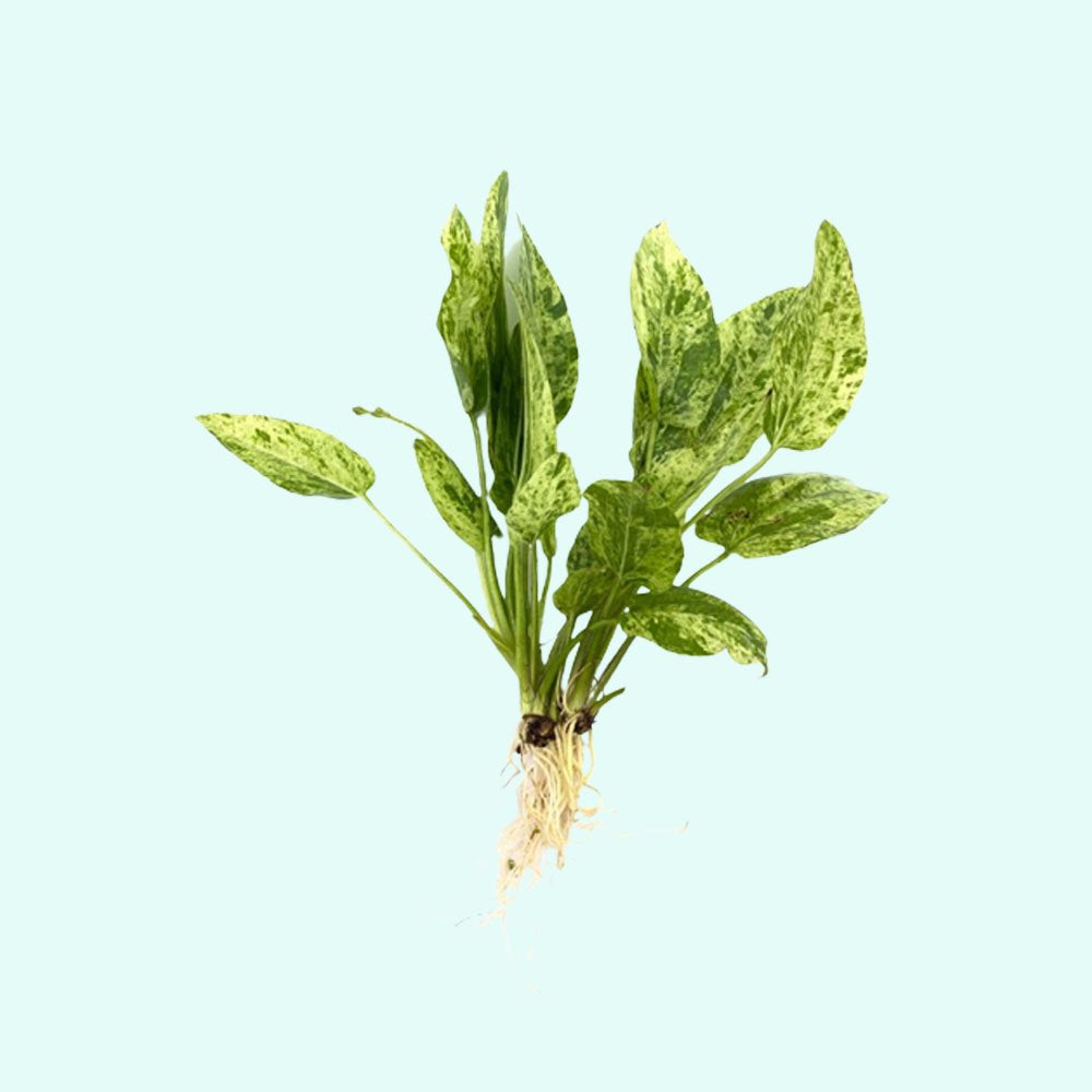 Marble Queen Sword Echinodorus Cordifolius