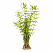 Mermaid Hygro Proserpinaca Palustris