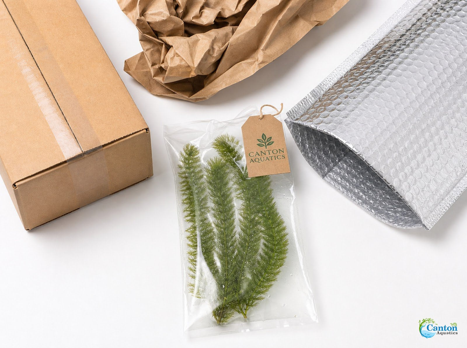 3 Pack Hornwort Bundle