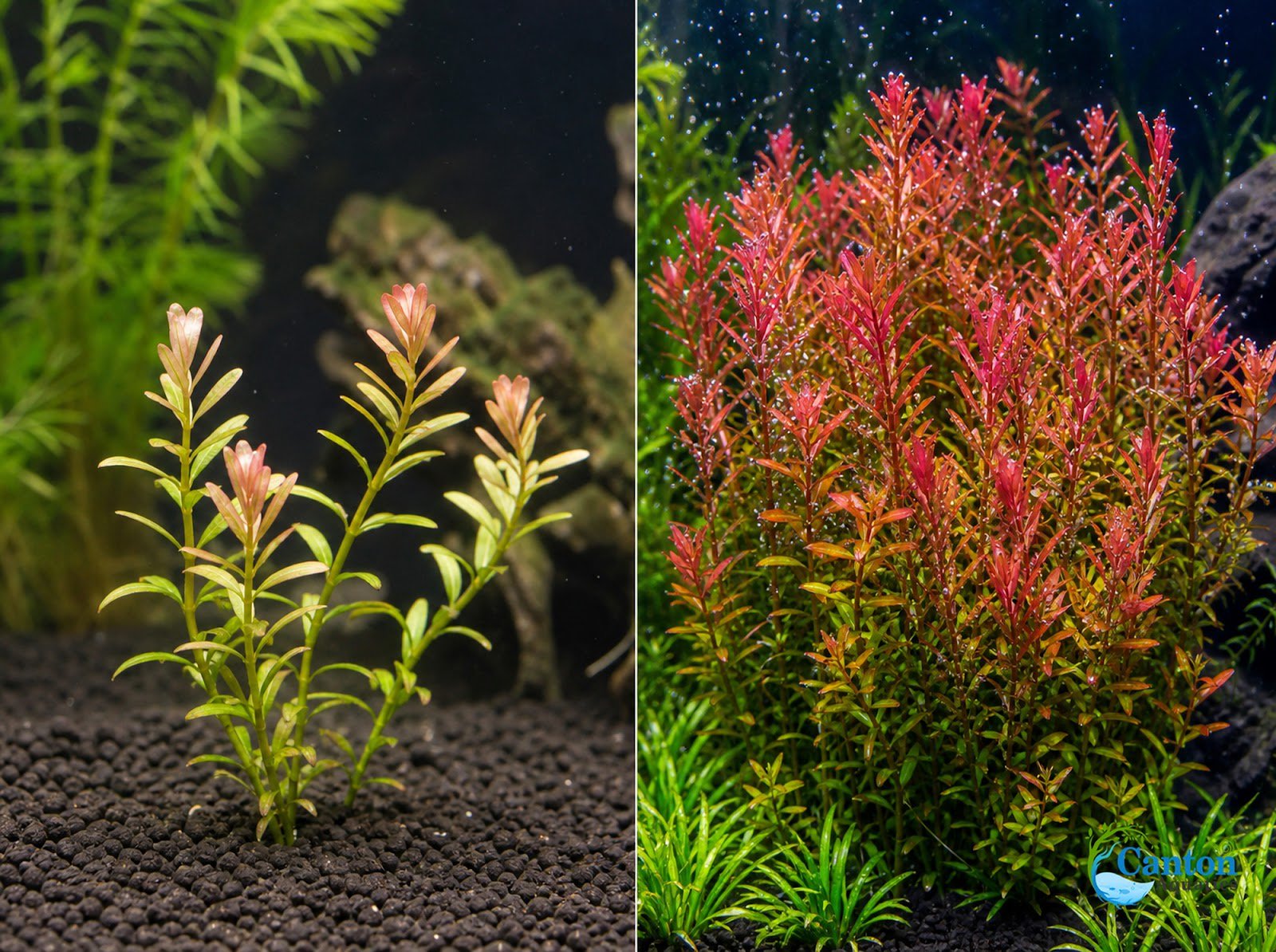 Rotala Indica