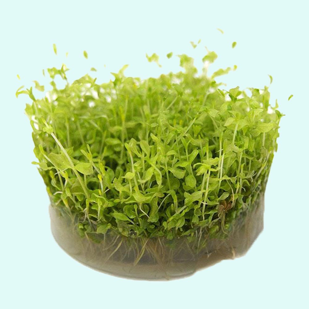 Dwarf Baby Tears Micranthemum Umbrosom