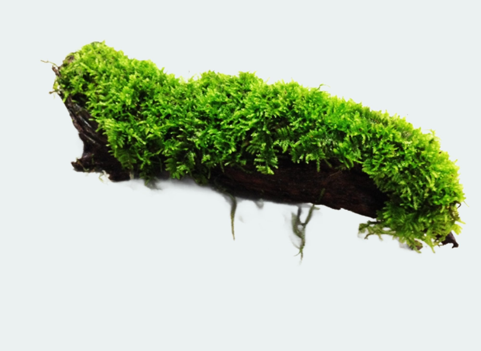 Moss On DriftWood