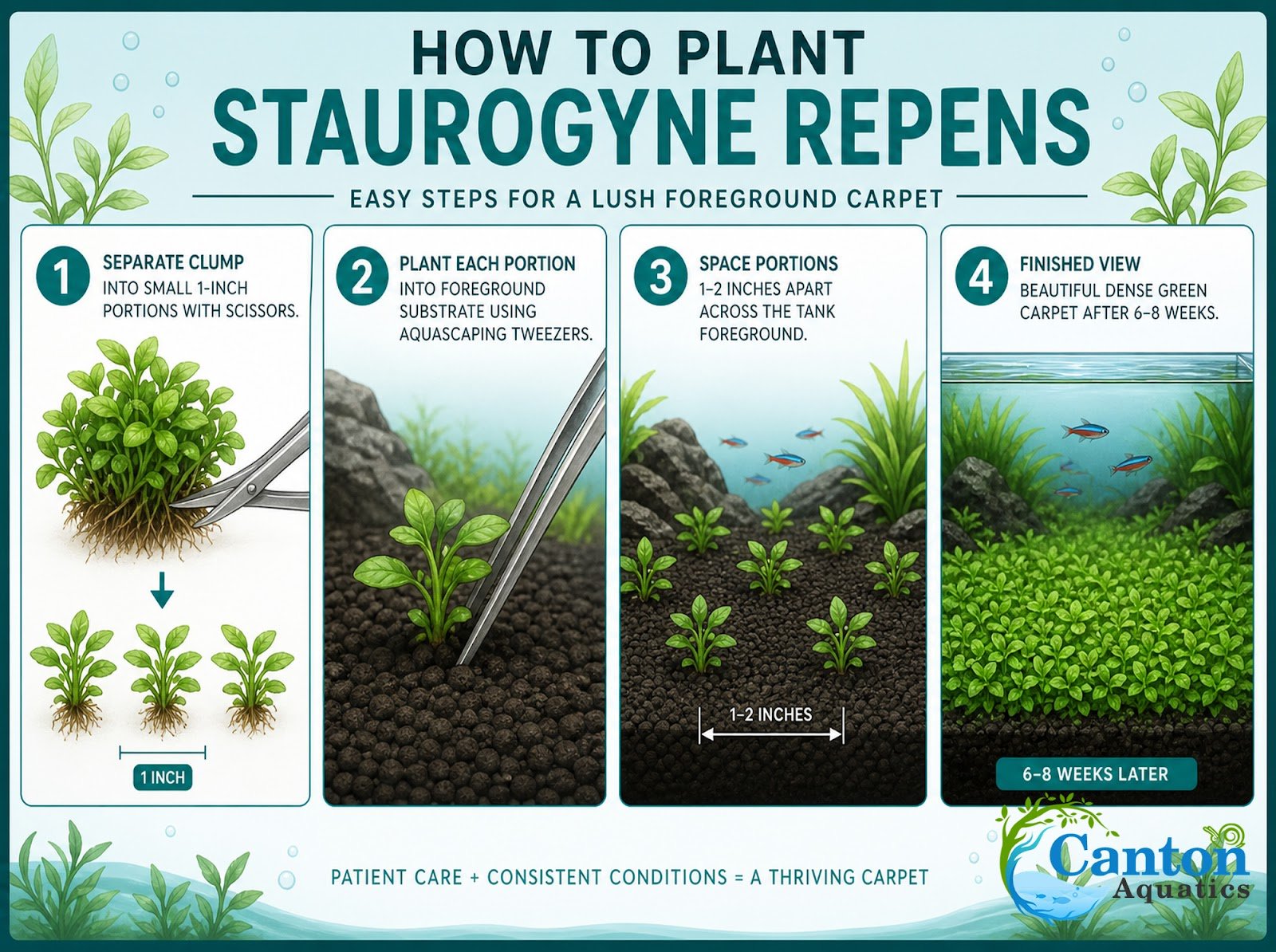 Staurogyne S Repens