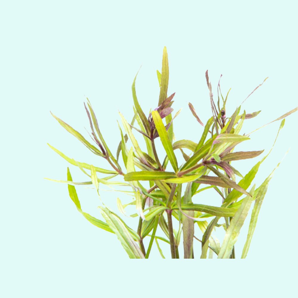 Pogostemon Stellatus Narrowleaf