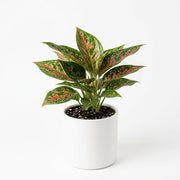 Aglaonema Queen "Chinese Evergreen"