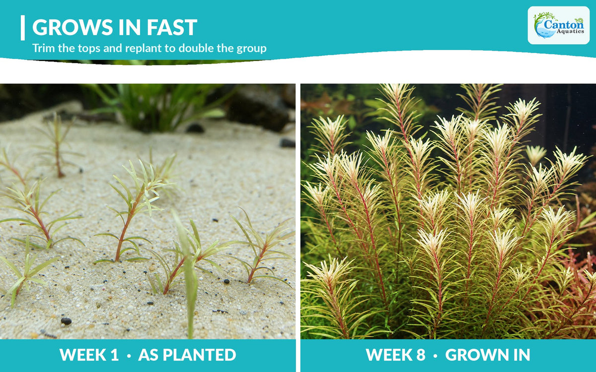 Ludwigia Inclinata "Verticillata White"