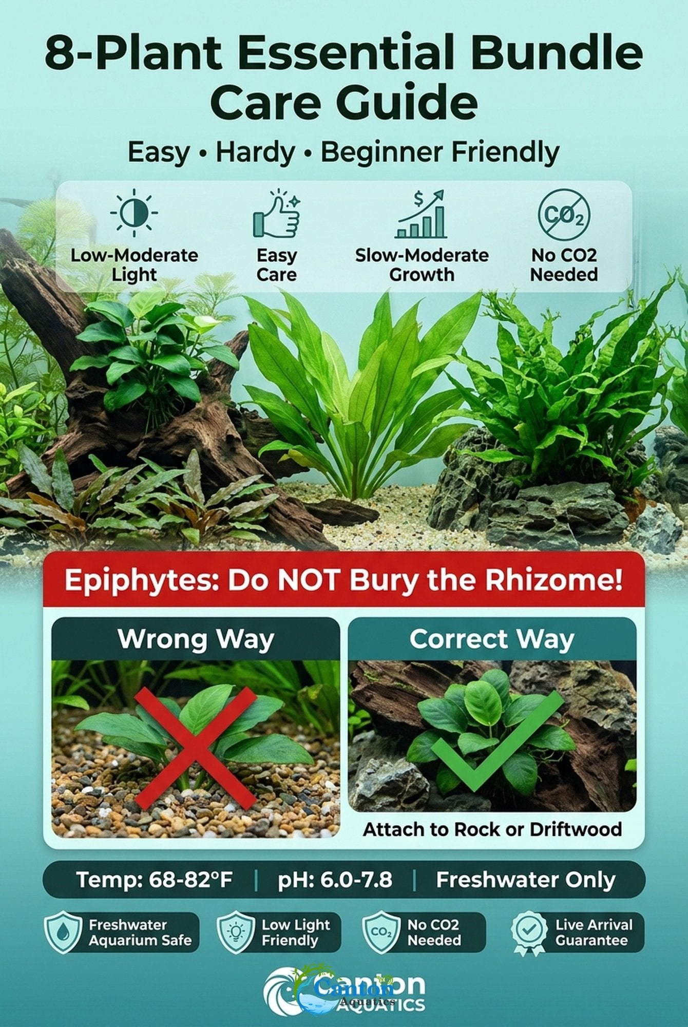 Live Aquarium Plants Essential Bundle - 4 Plants