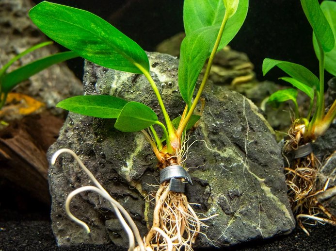 Anubias Afzelii