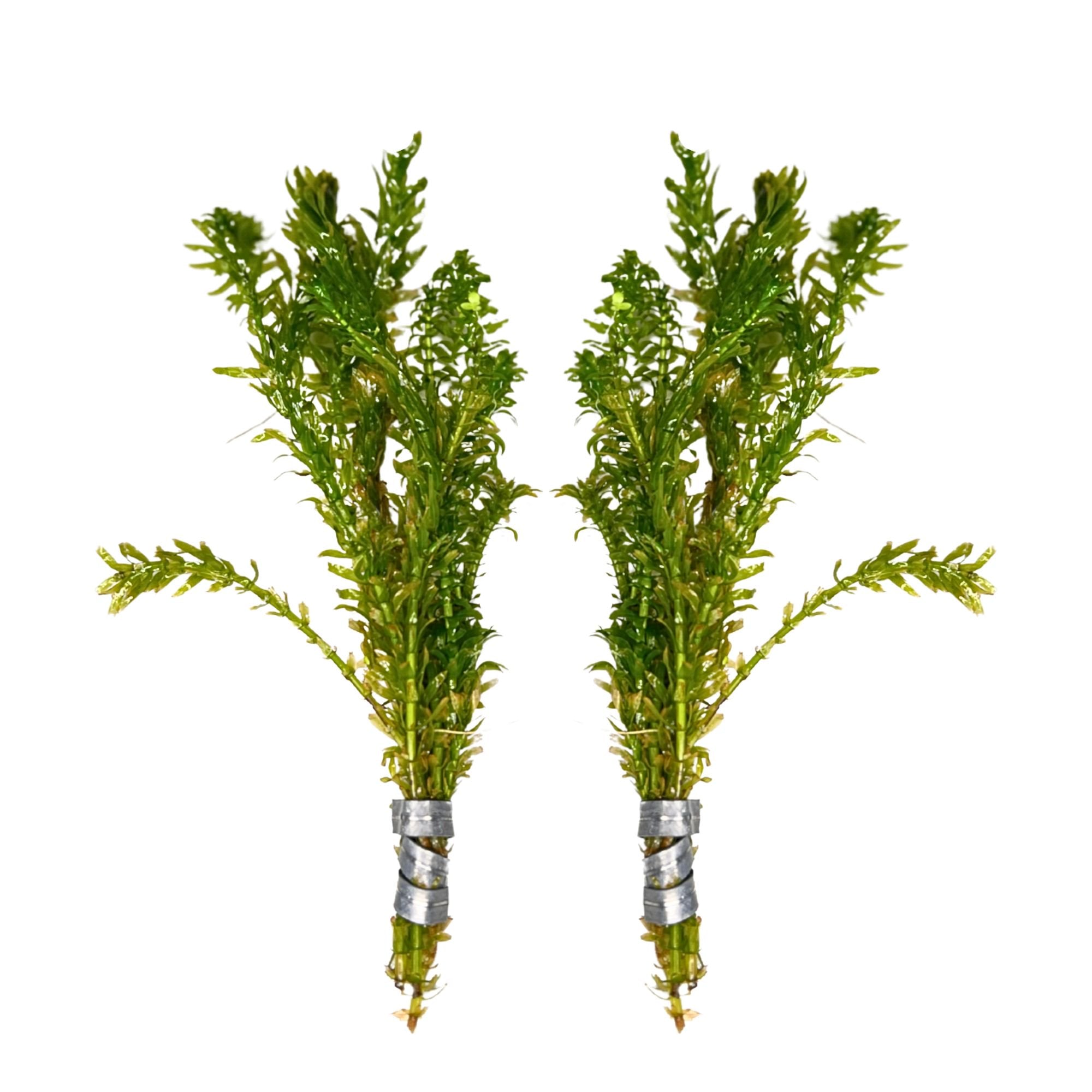 Anacharis and Hornwort Bundle