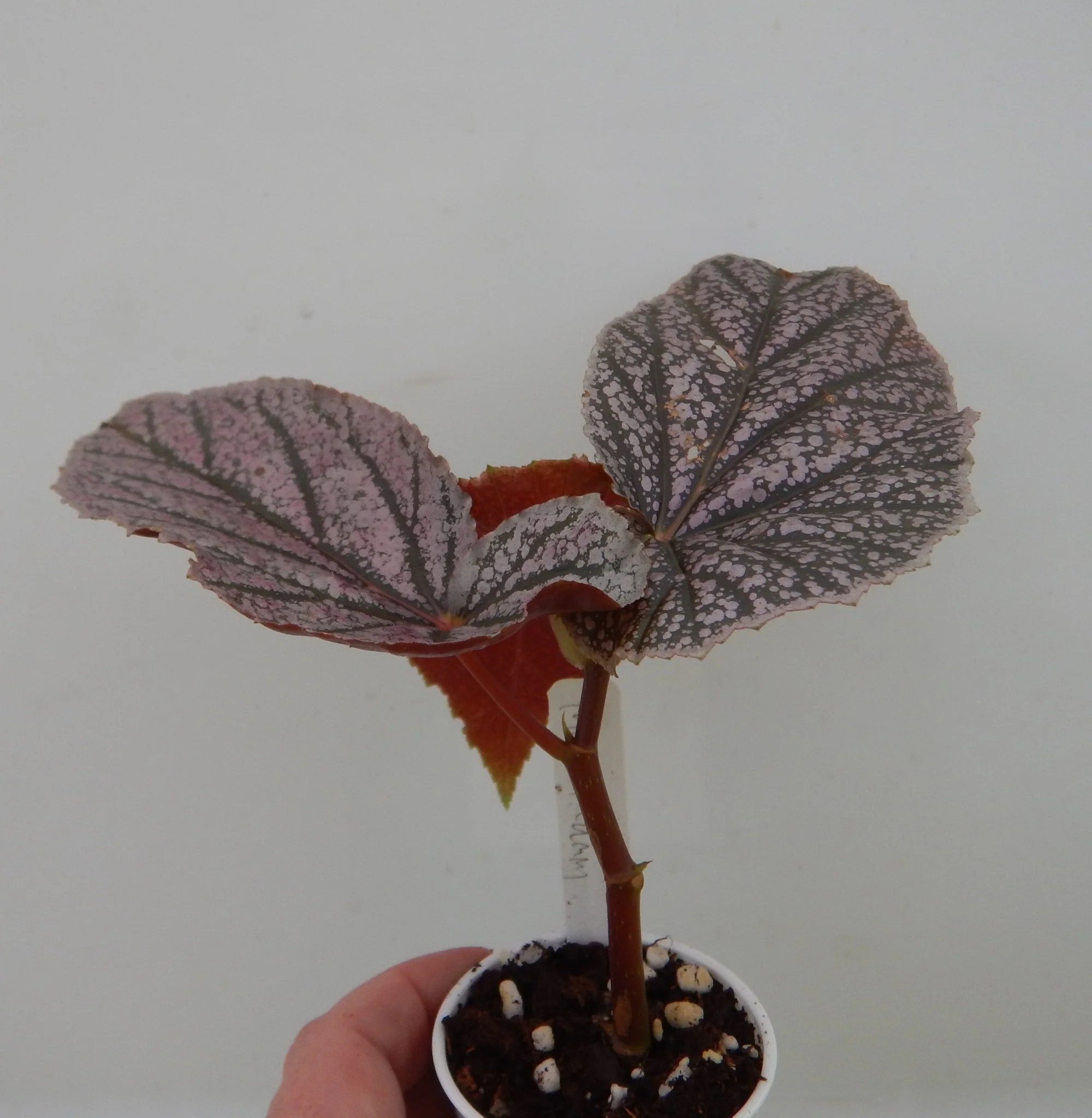 Angel Wing Begonia Miss Mummy Rooted Starter Plant