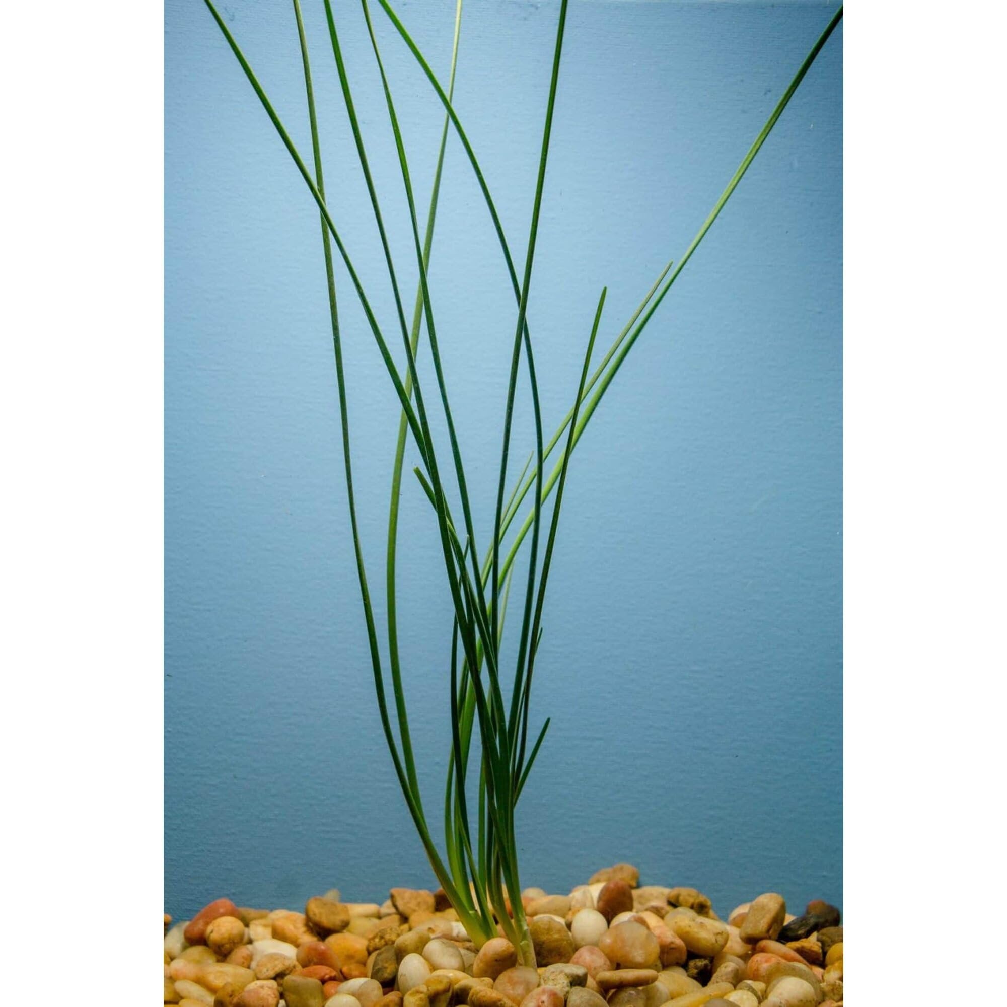 Water Onion Dwarf (Zephyranthes candida)