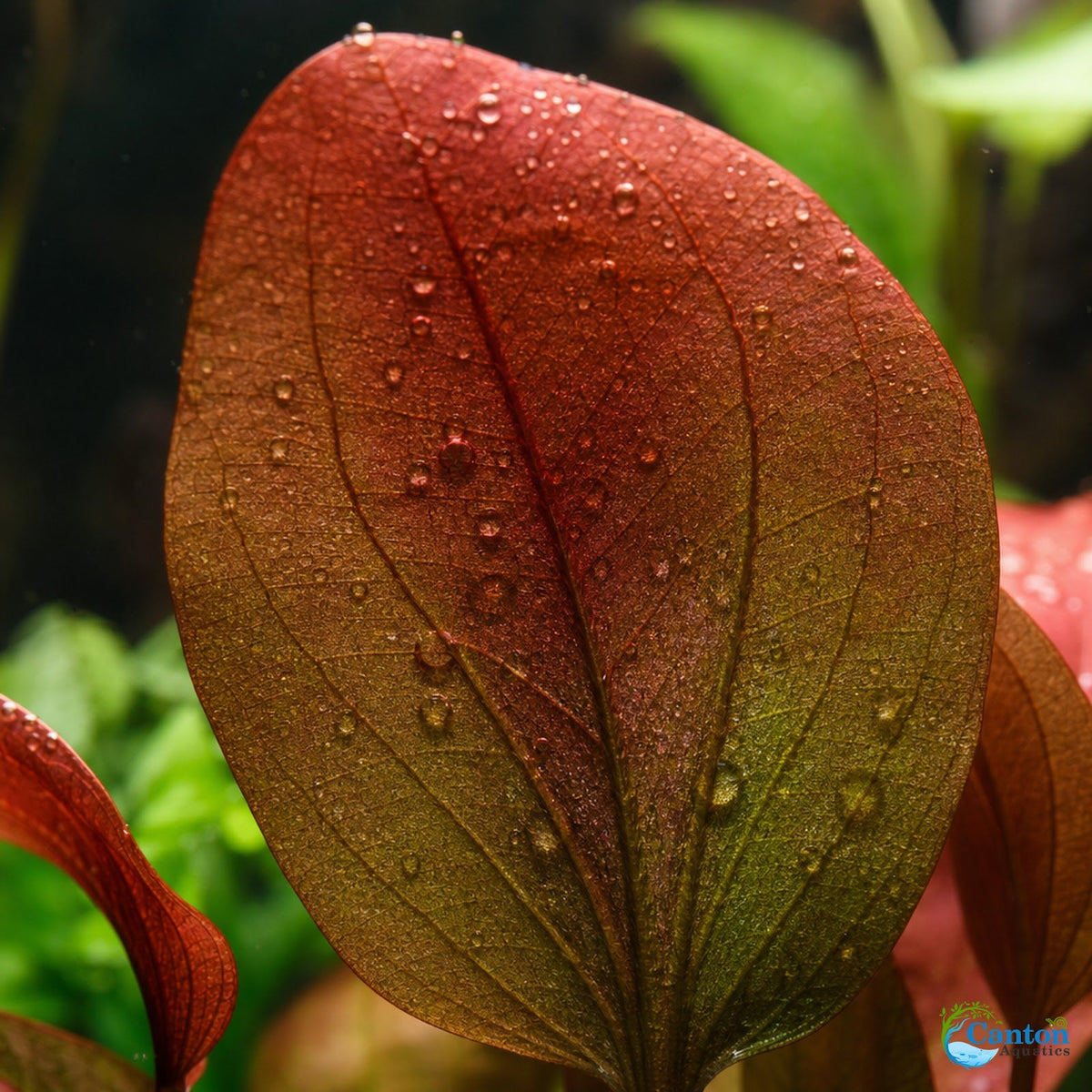 Amazon Sword Echinodorus Red Melon