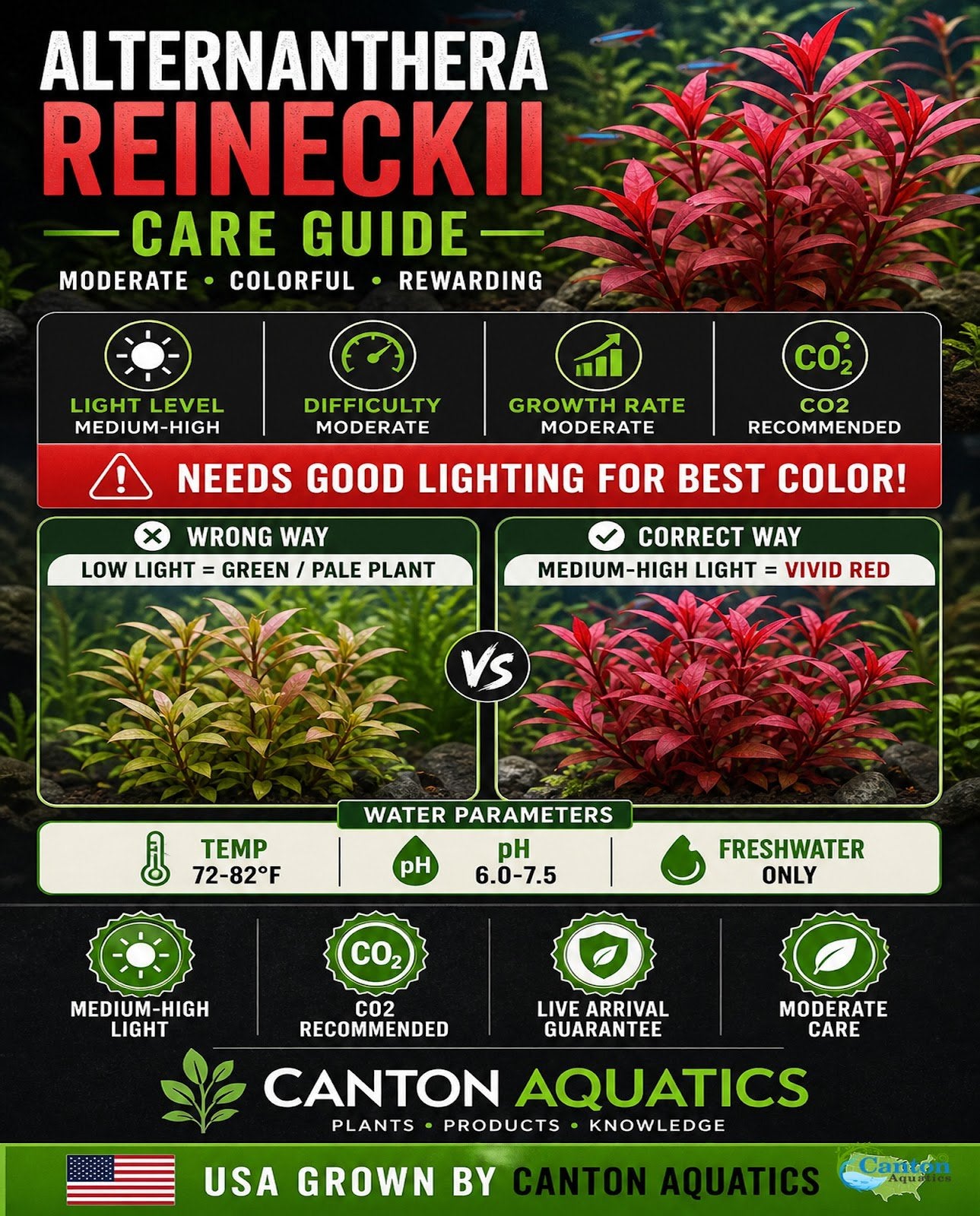 Alternanthera Reineckii Tissue Culture