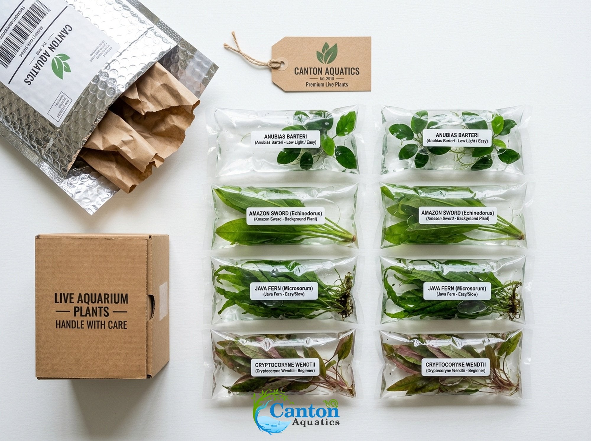 Live Aquarium Plants Essential Bundle - 4 Plants
