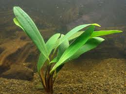 Anubias Afzelii