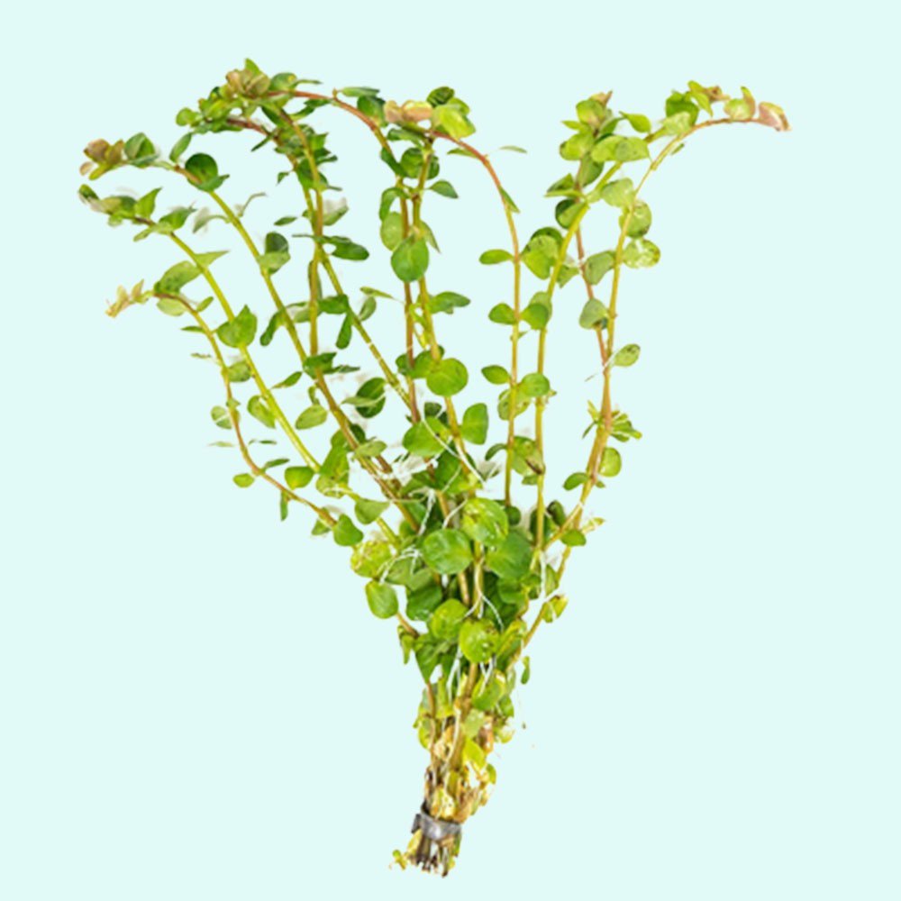 Rotala Rotundifolia Red - In 2 Inch Pot