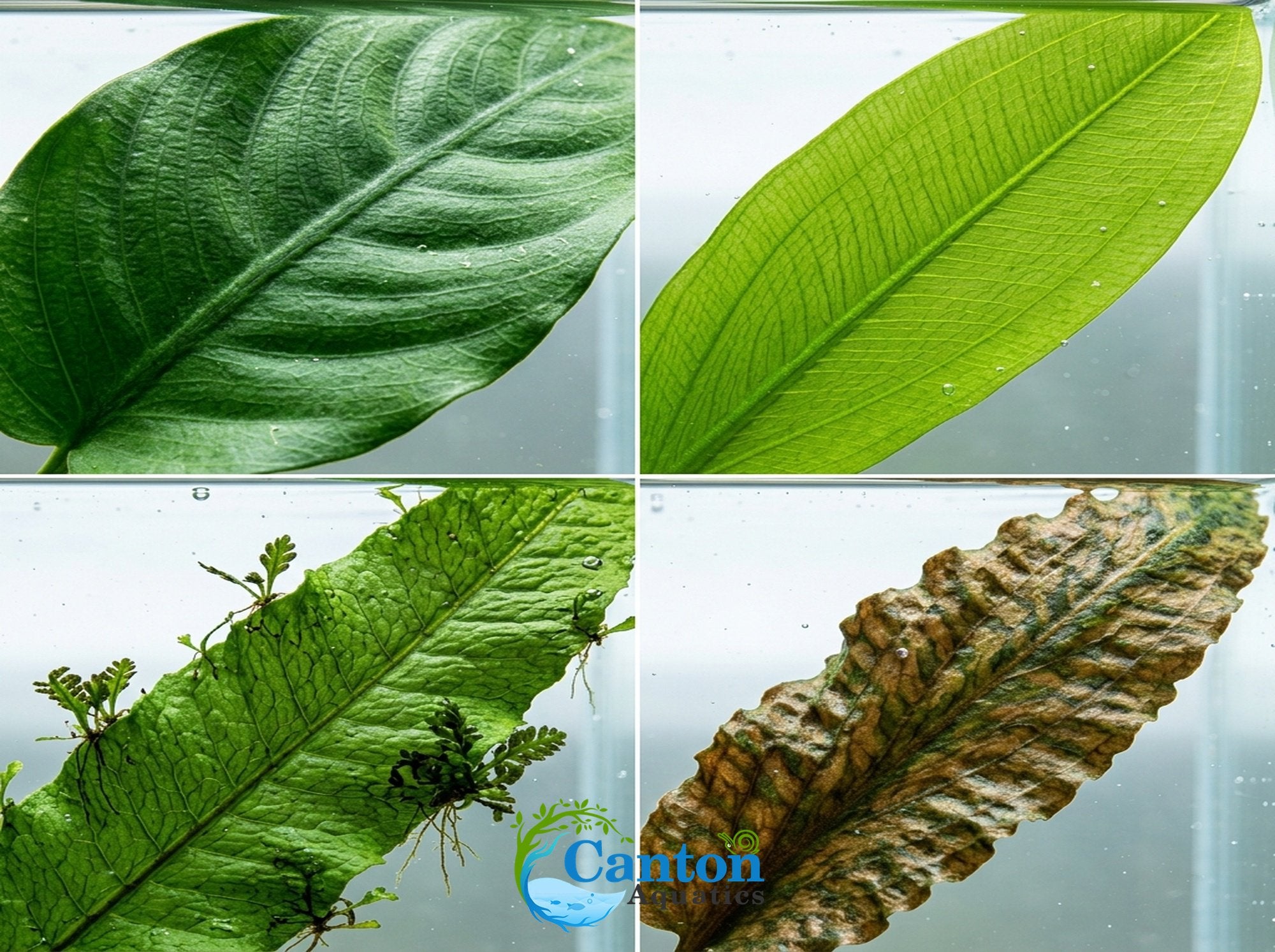 Live Aquarium Plants Essential Bundle - 4 Plants