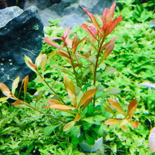 Ludwigia Repens Super Red Mini