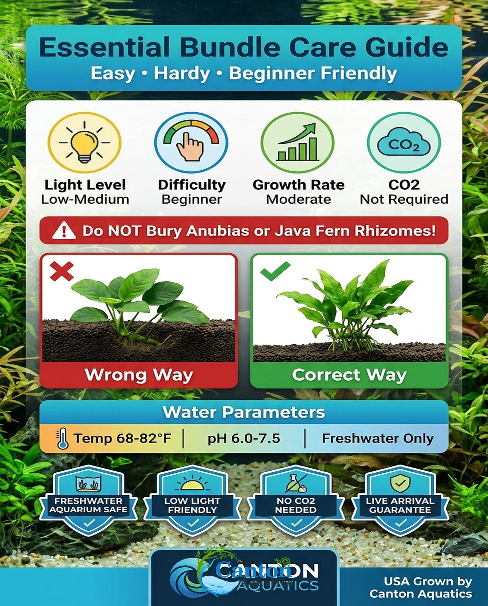 Live Aquarium Plants Essential Bundle - 4 Plants