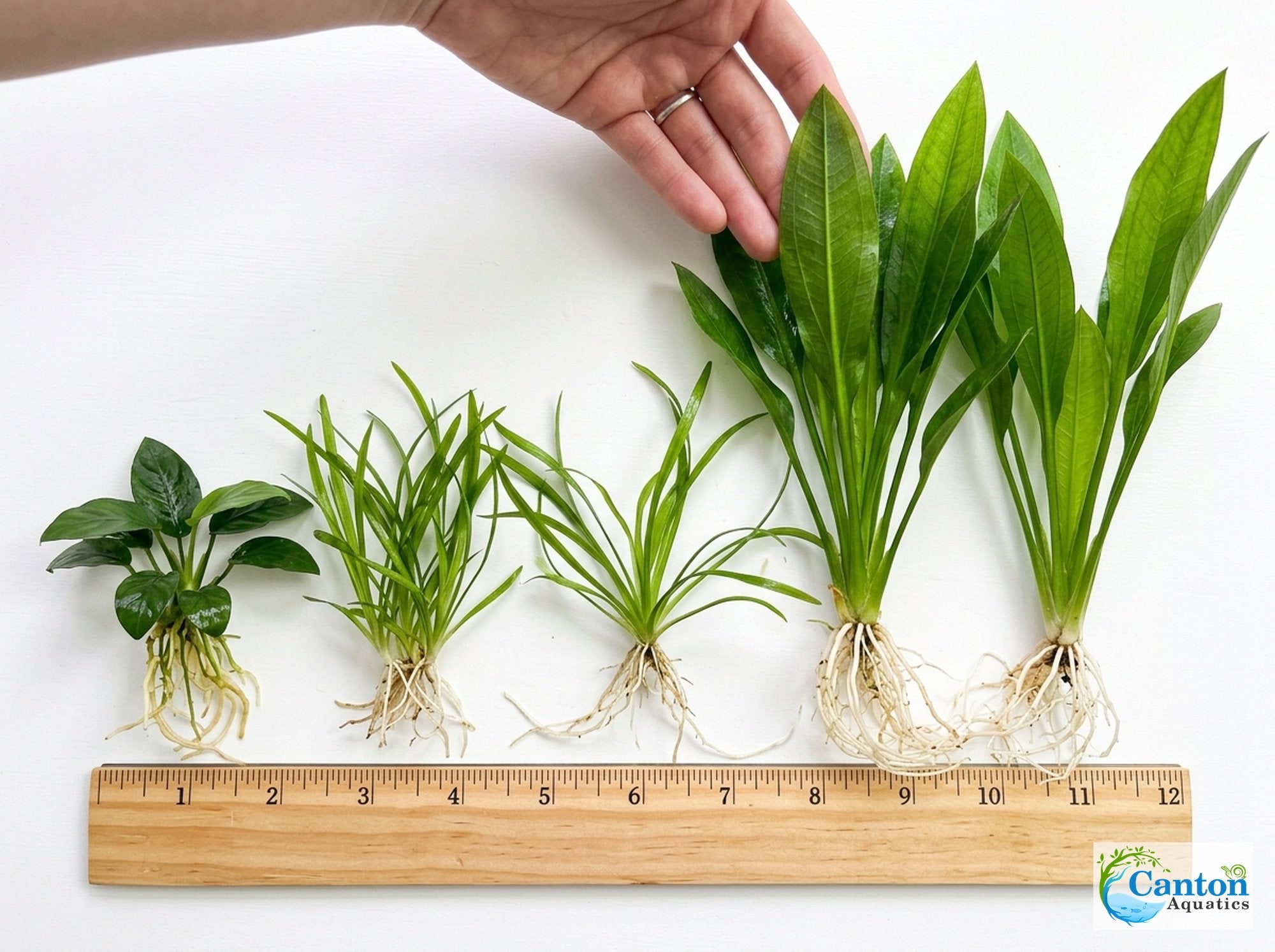 Aquarium Plant Bundle: Anubias, Amazon & Chain Sword