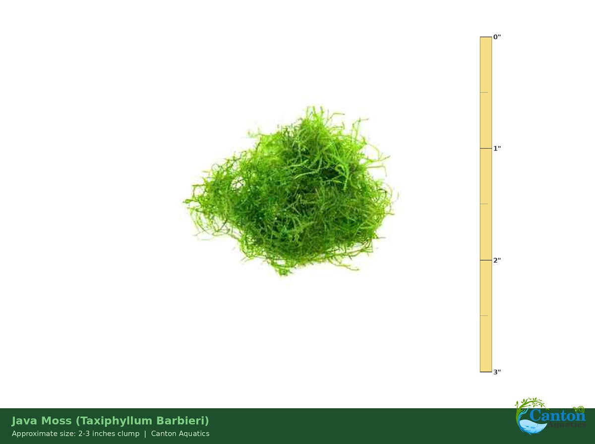 Java Moss "Taxiphyllum Barbieri"