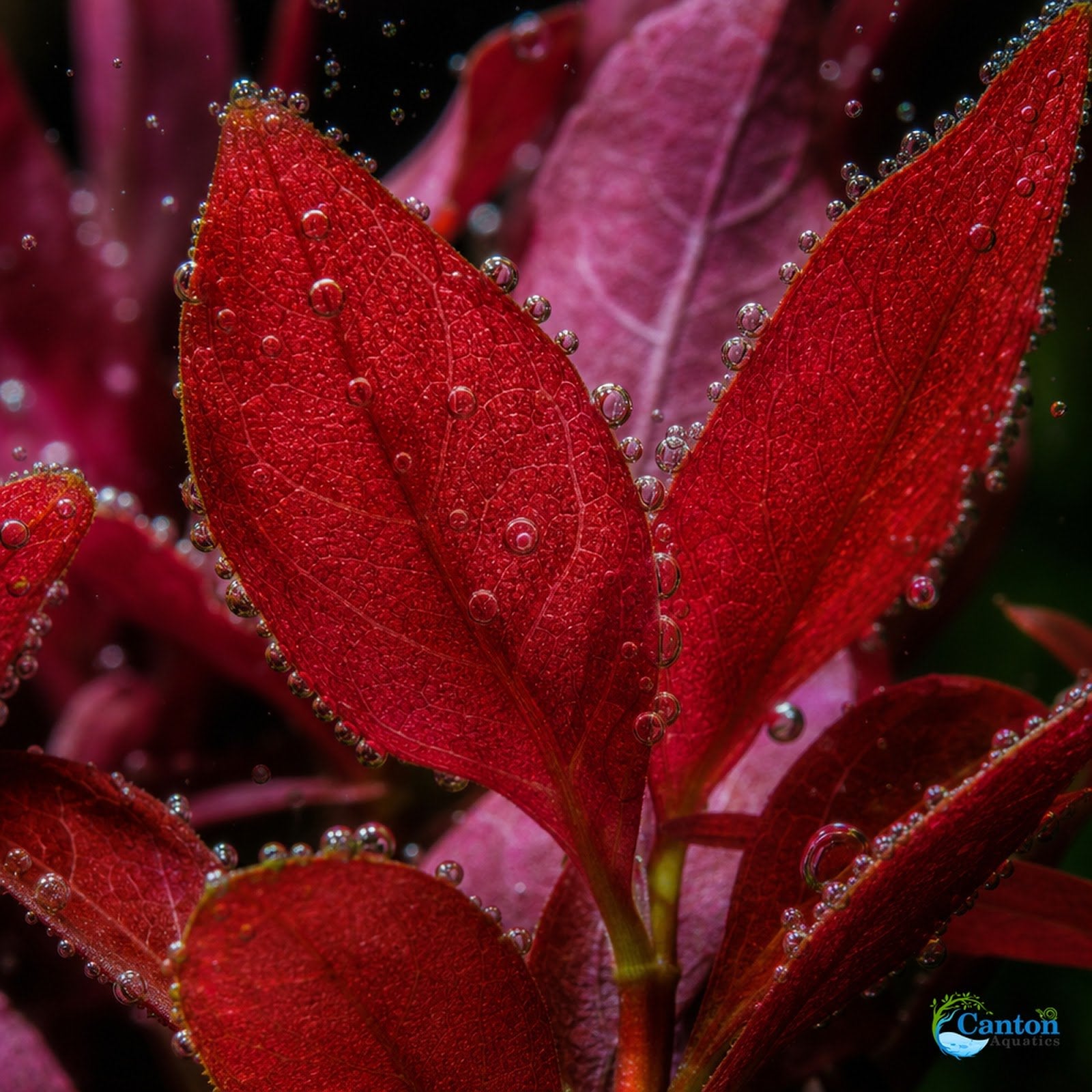 Alternanthera Reineckii Tissue Culture