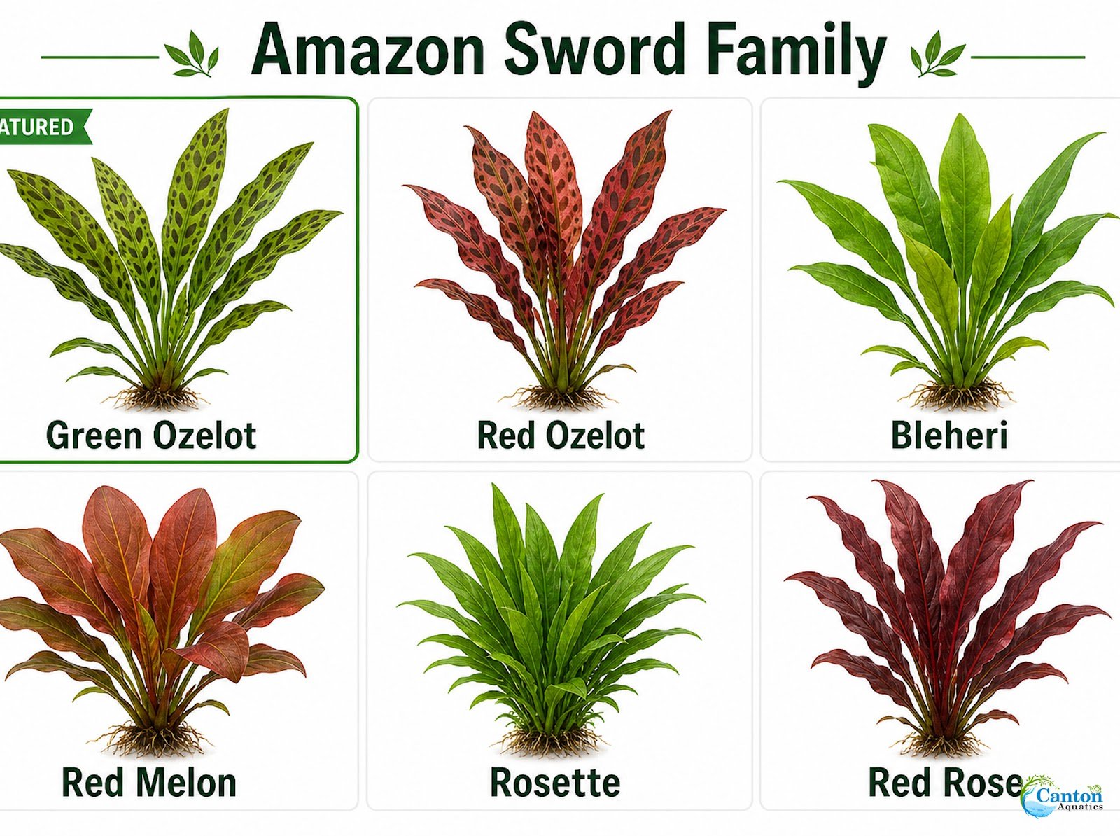 Amazon Sword Echinodorus "Green Ozelot"