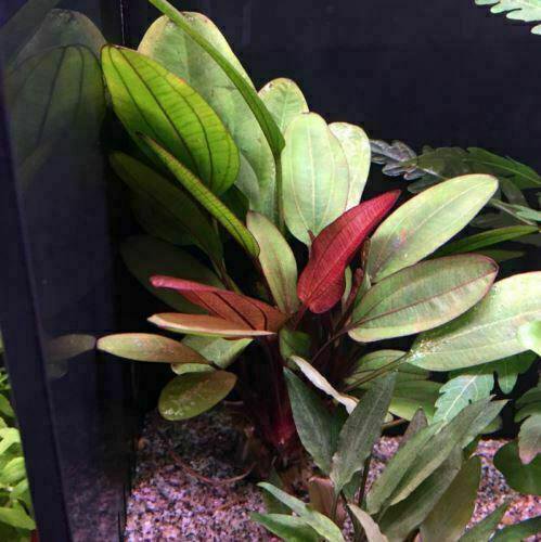 CANTON AQUATICS Live Aquarium Amazon Sword Echinodorus Red Pearl Plant - Natural Cleaning Filter for Water - Long Lasting & Easy to Maintain Aquatic Plants - Suitable for Winter & Summer - 2" Pot