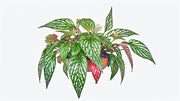 Angel Wing Begonia Medora
