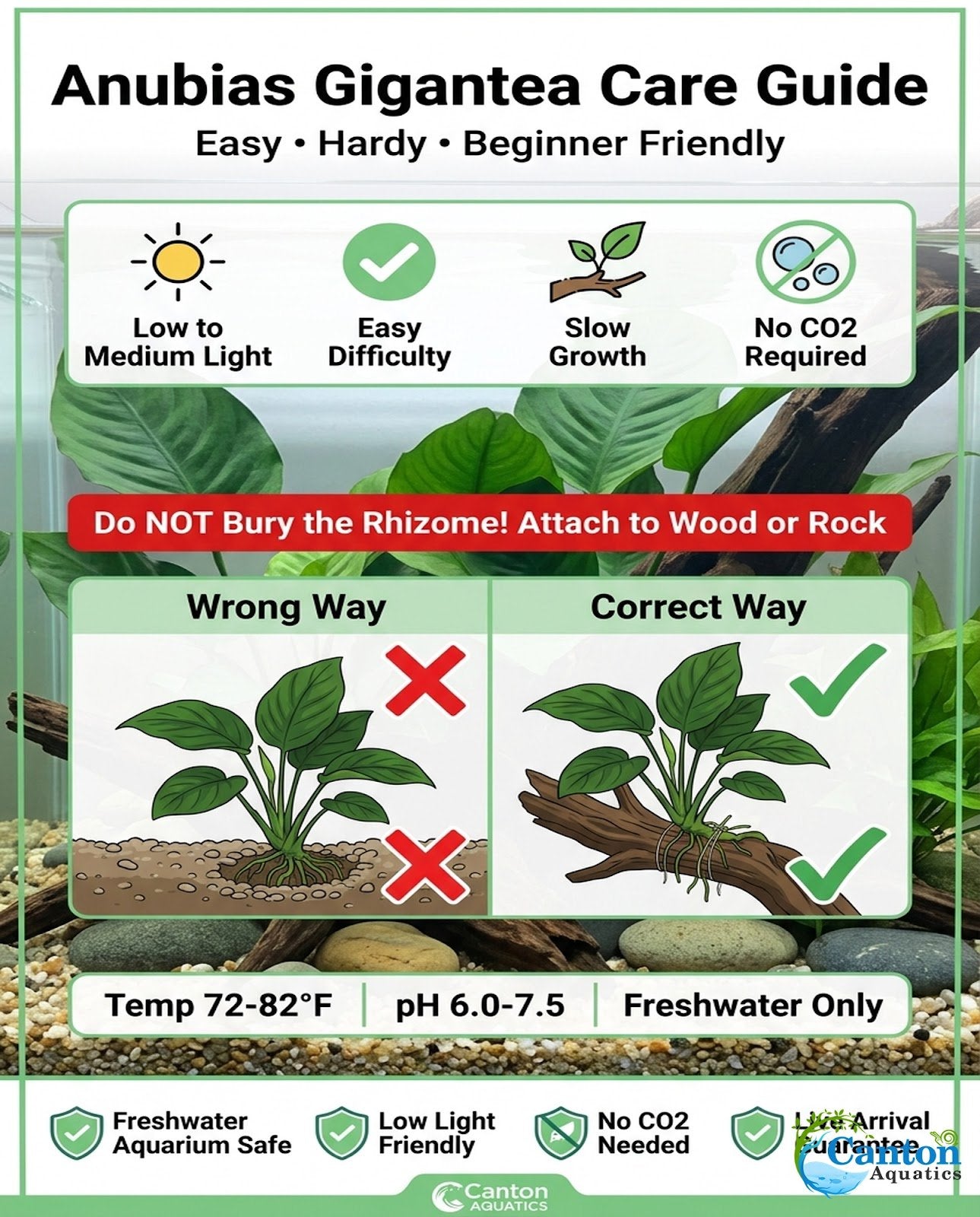 Anubias Gigantea
