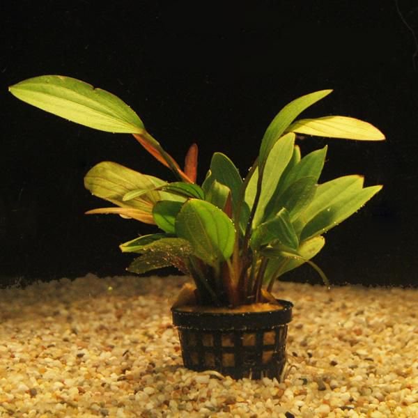 Rose Sparkle Sword (Echinodorus Sparkle)