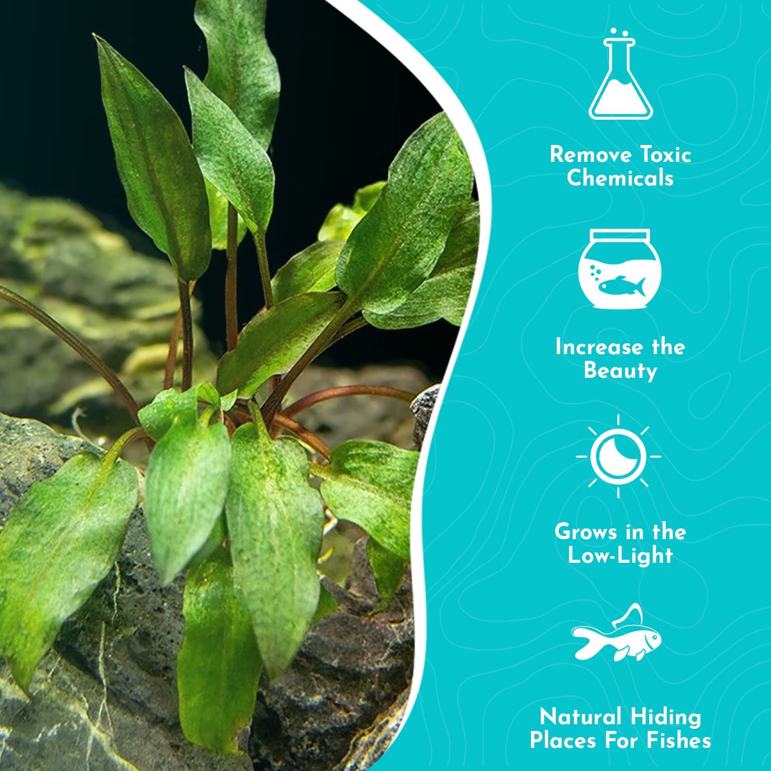 Cryptocoryne Wendtii Red