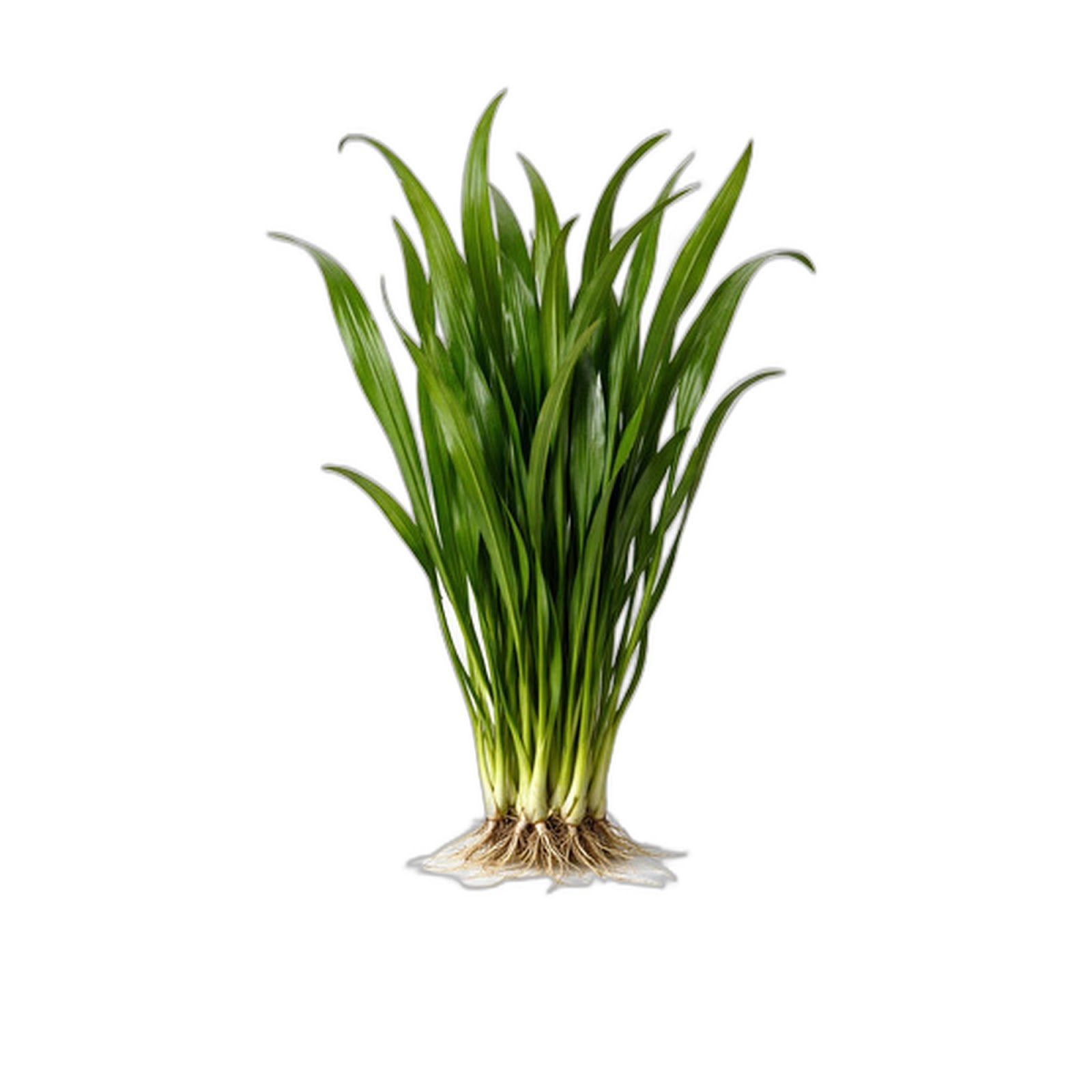 6 Jungle Vallisneria American Val Plants