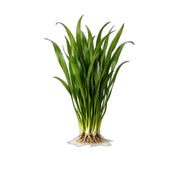 6 Jungle Vallisneria American Val Plants
