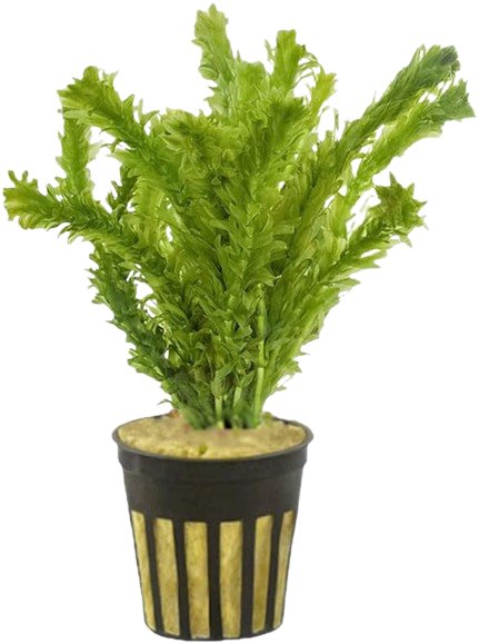 Anacharis Egeria Najas