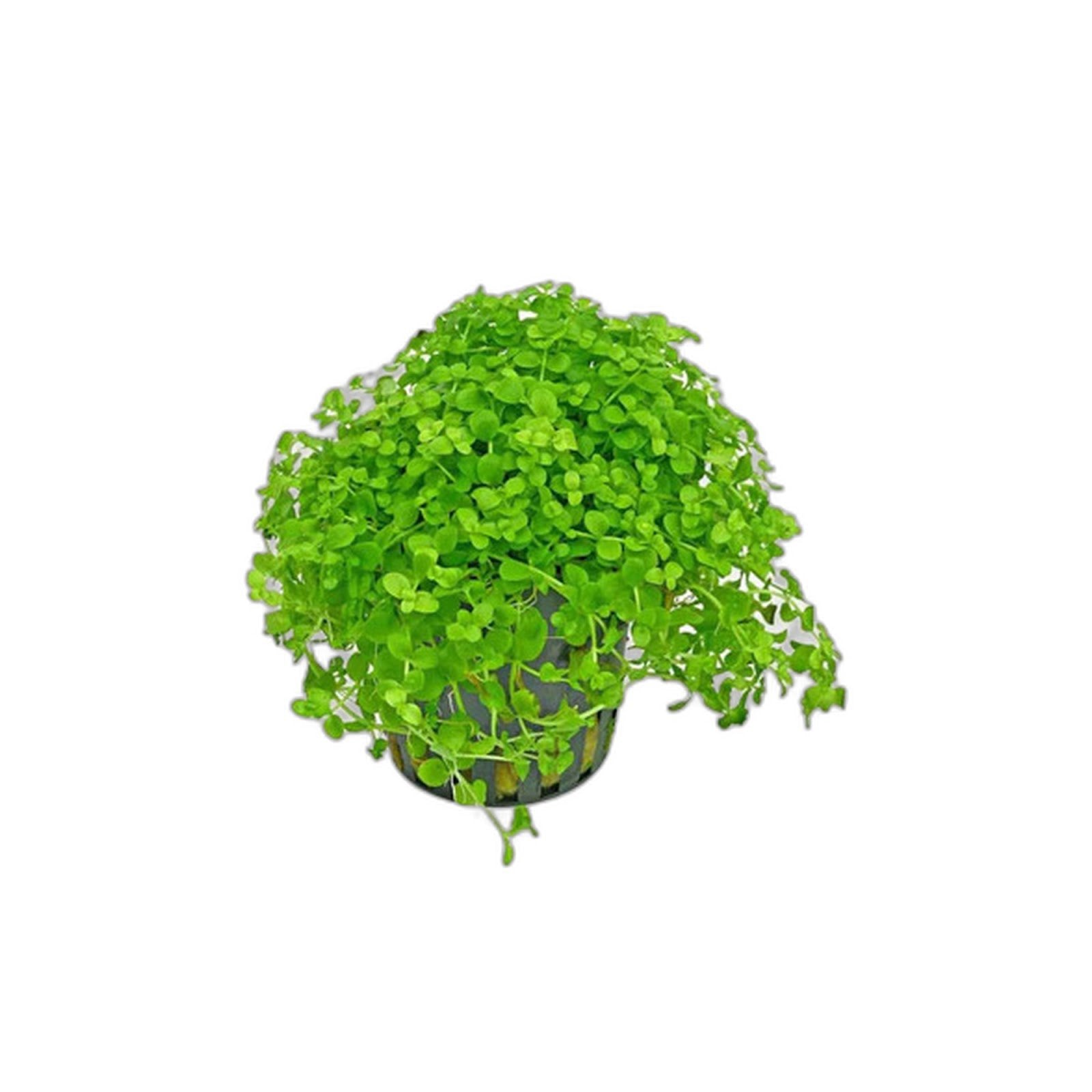 Monte Carlo (Micranthemum)