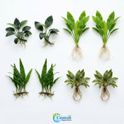 Live Aquarium Plants Essential Bundle - 4 Plants