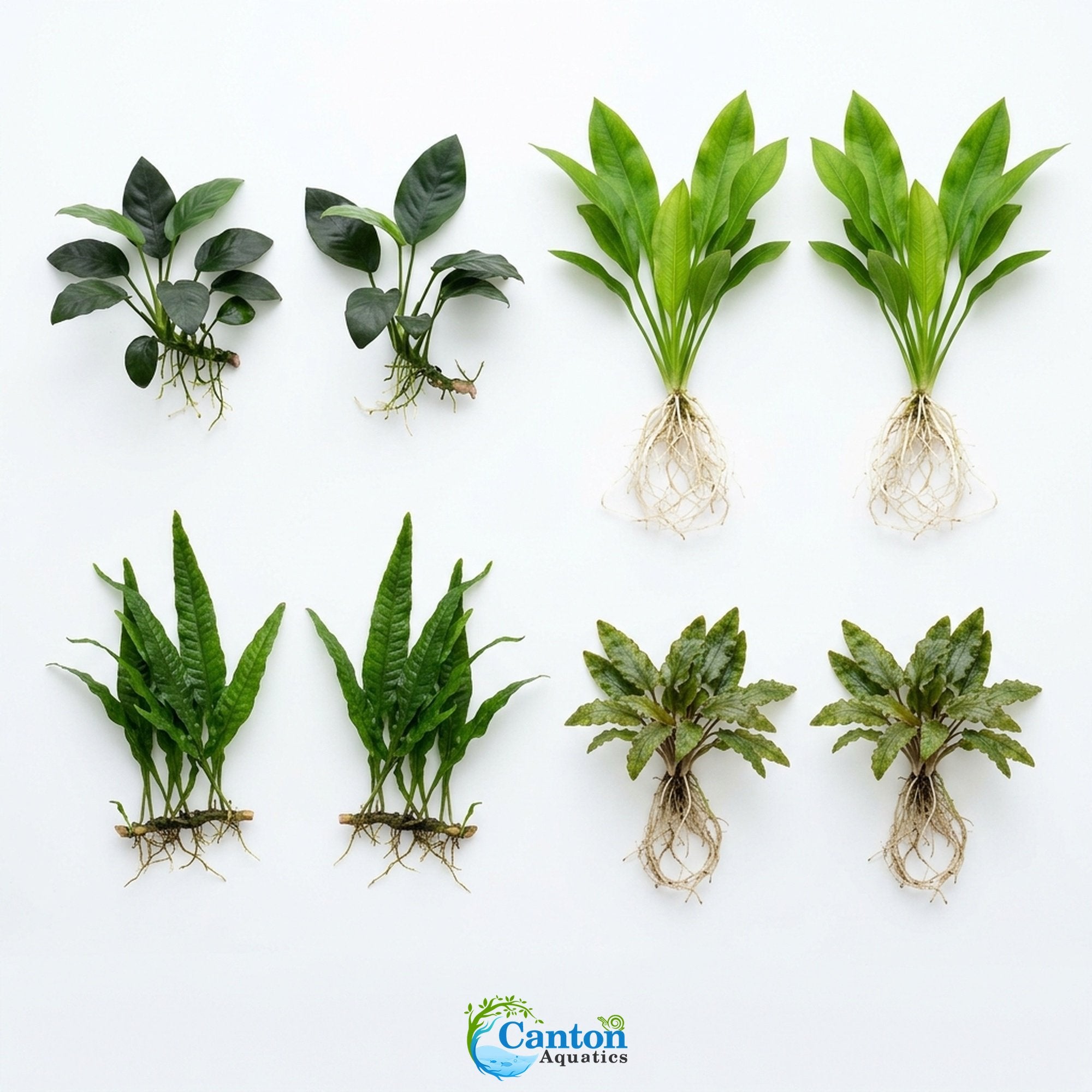 Live Aquarium Plants Essential Bundle - 4 Plants