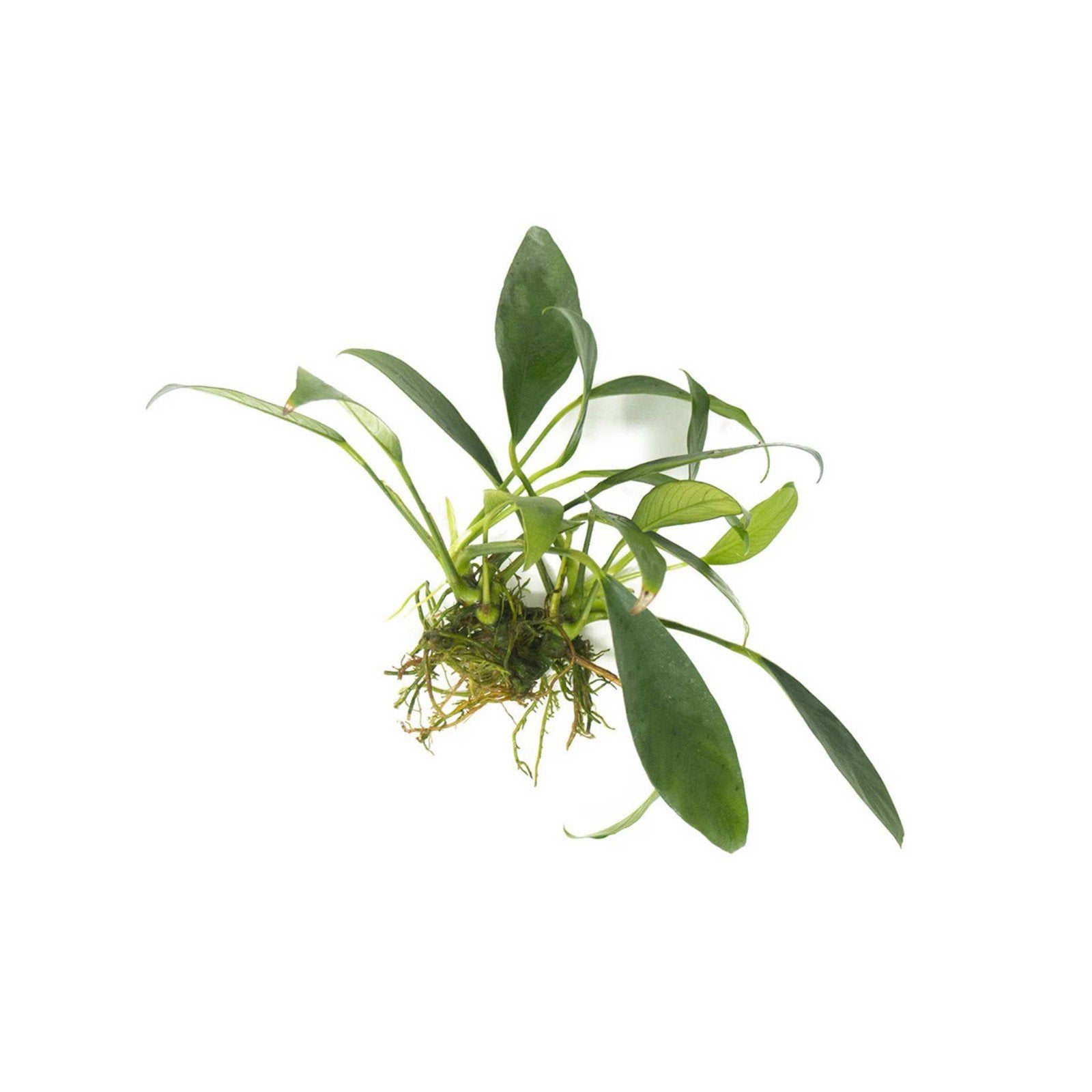 Anubias Congensis