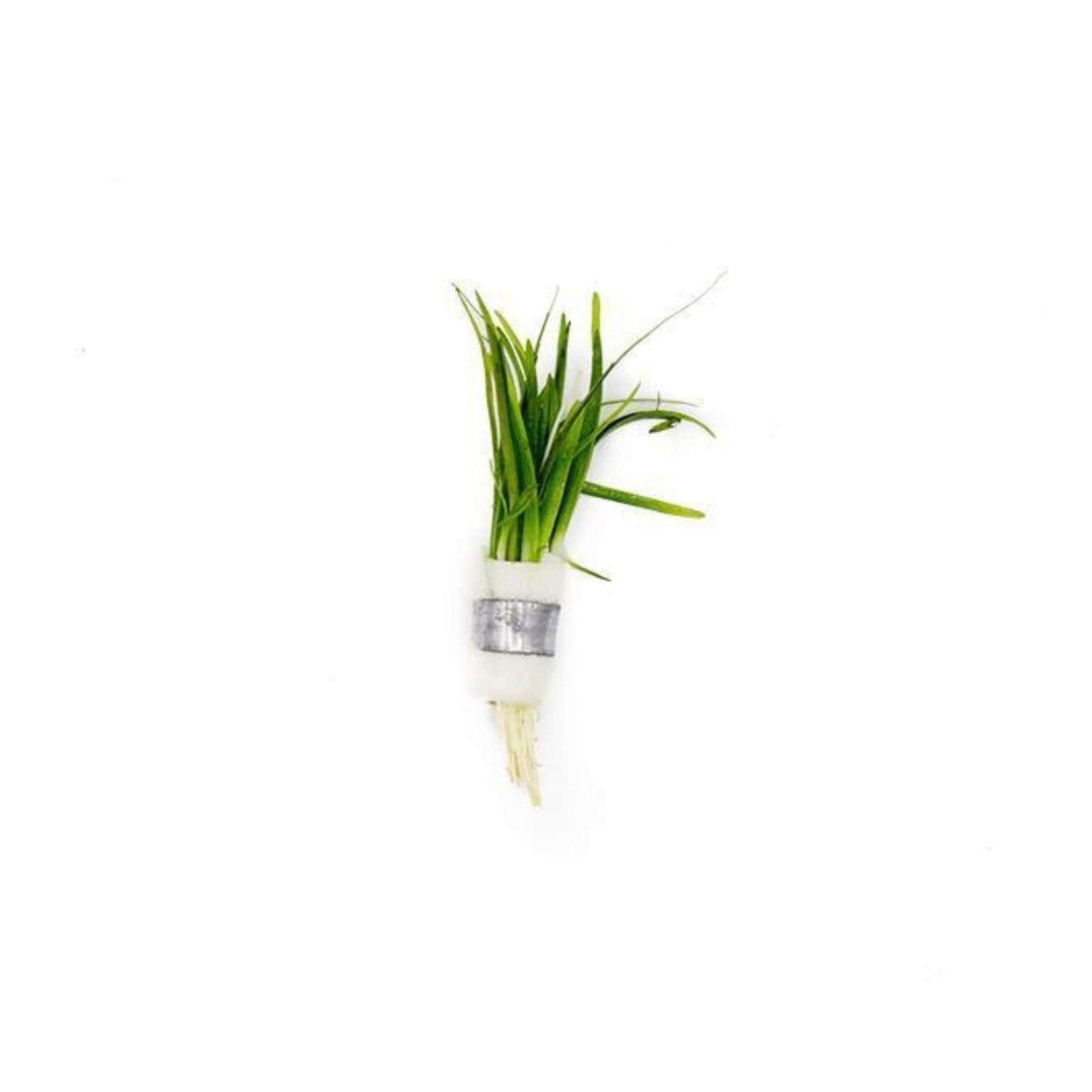Dwarf Sagittaria Subulata