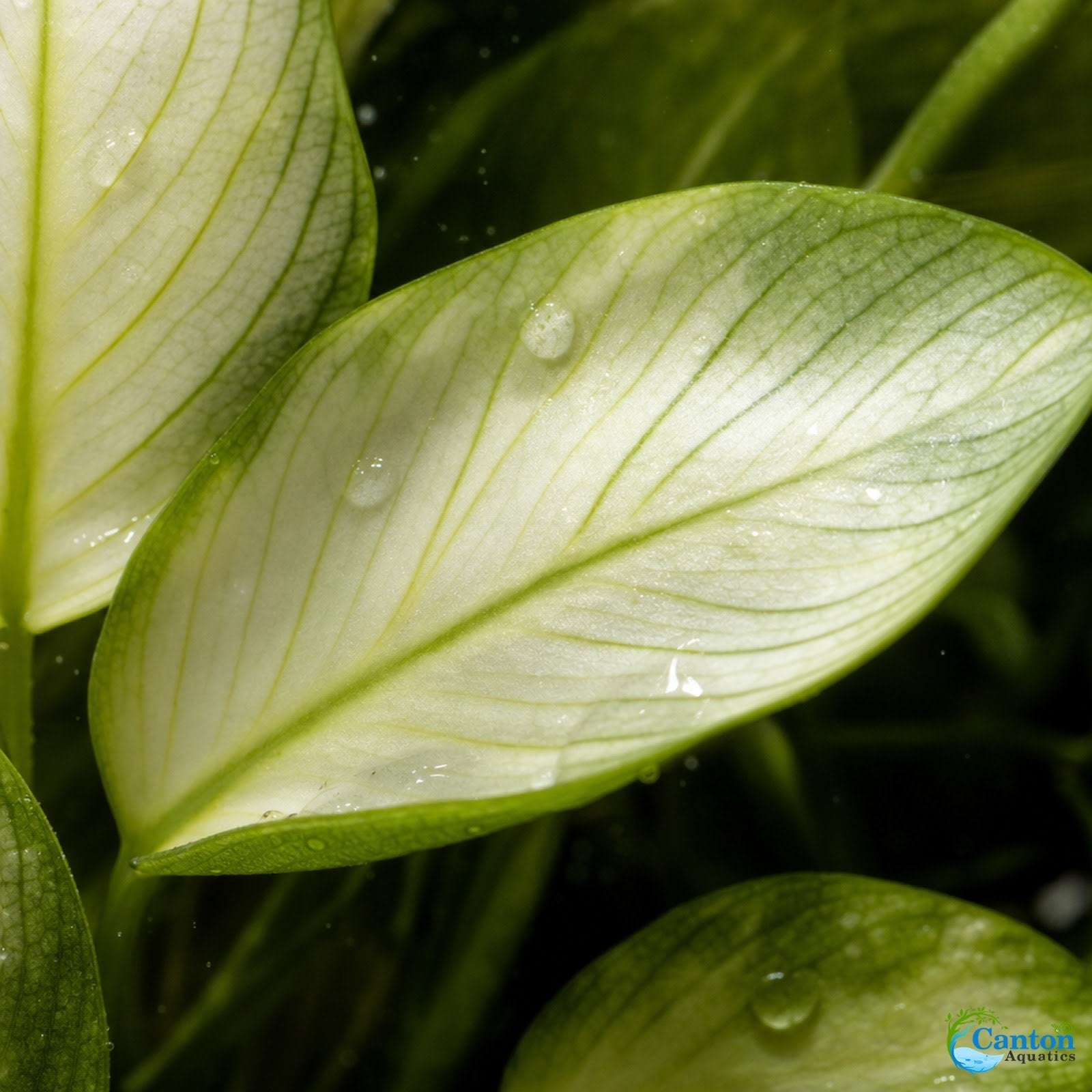 Anubias White Rose