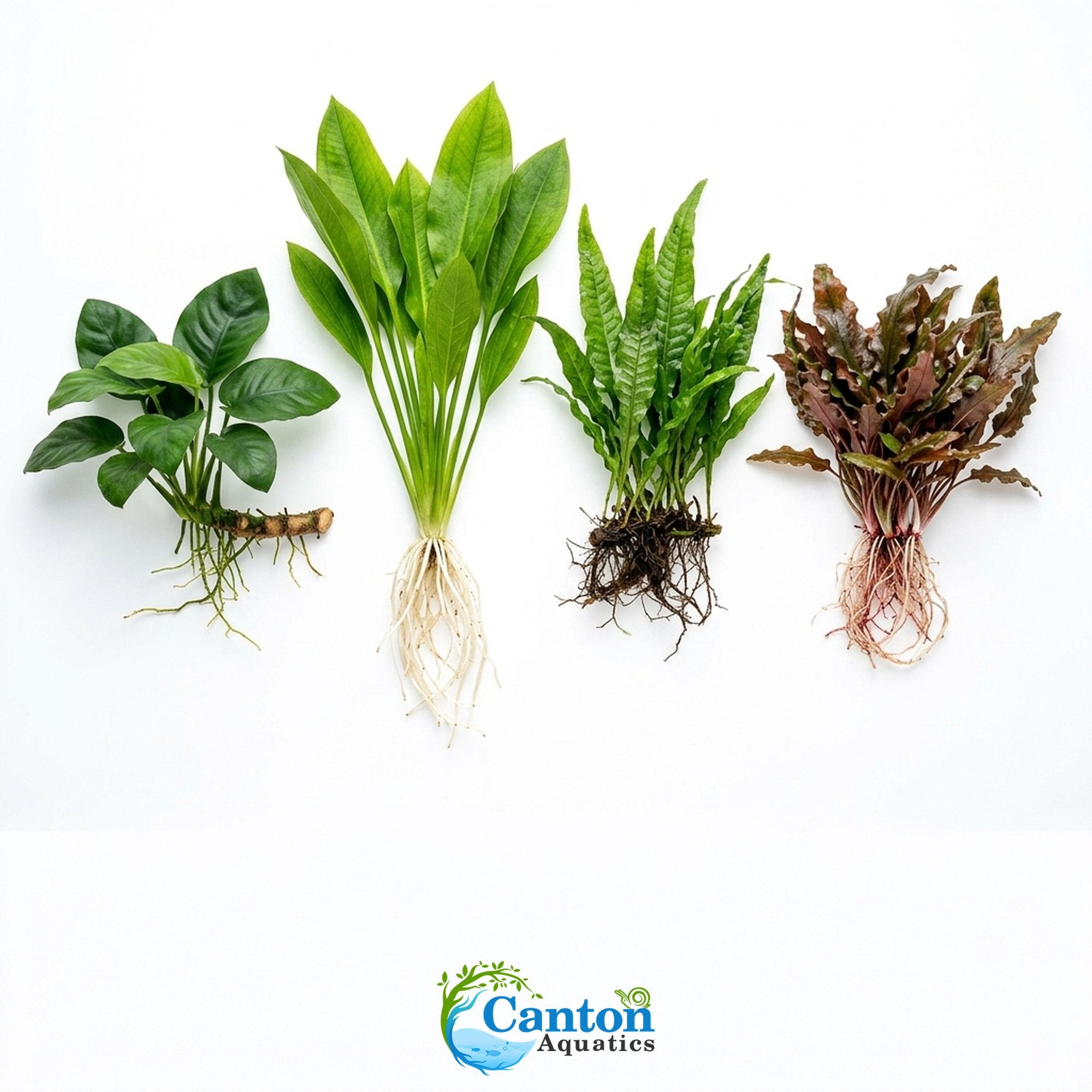 Live Aquarium Plants Essential Bundle - 4 Plants
