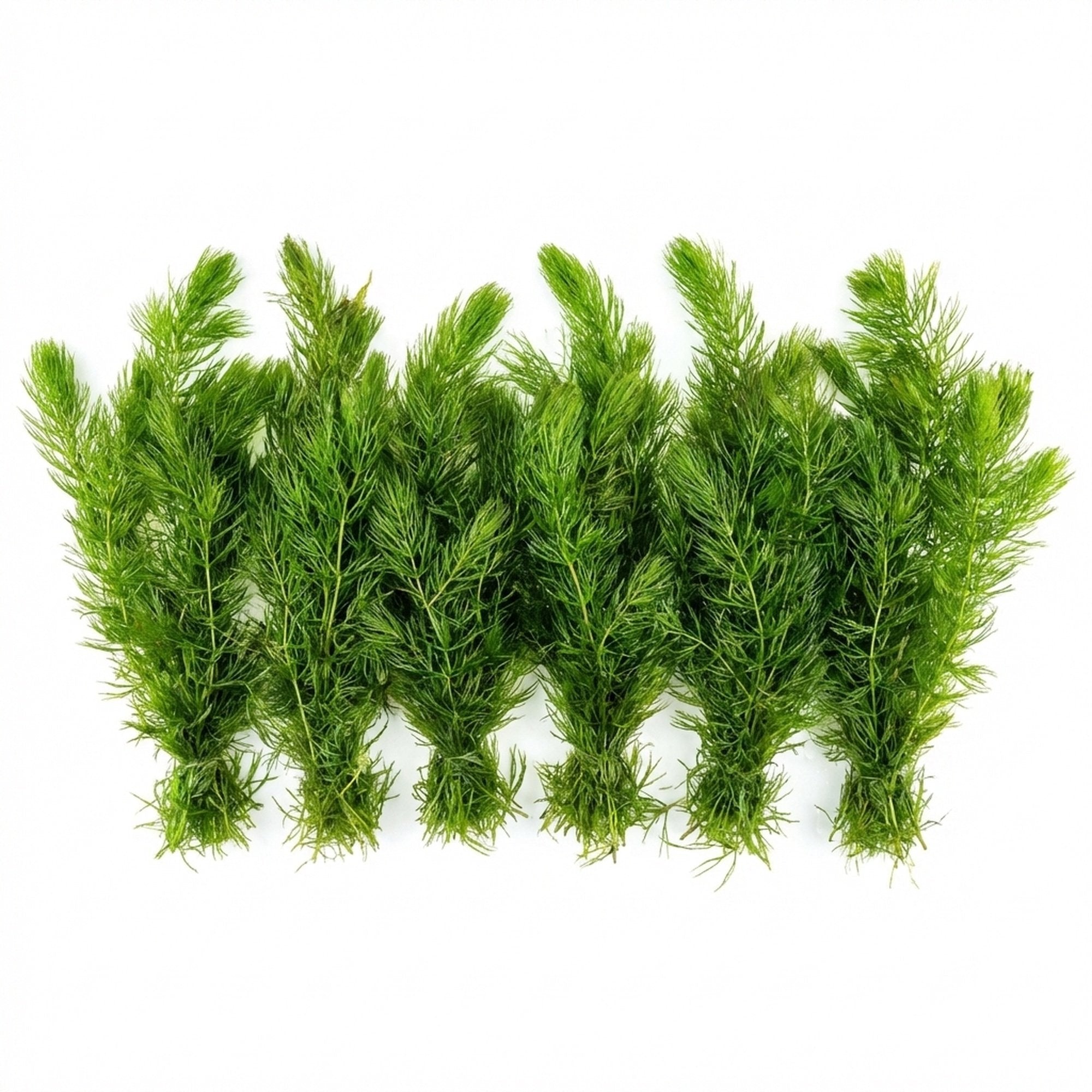 6 Hornwort Bunches