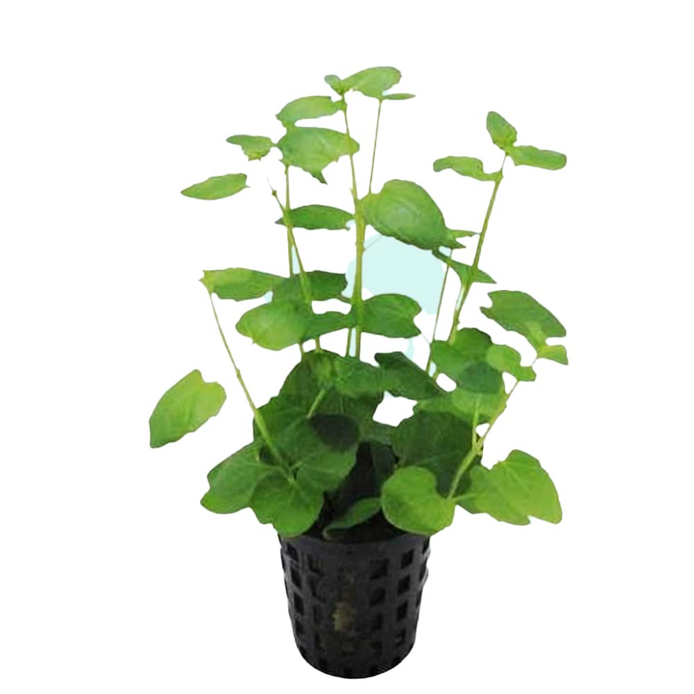 Mint Charlie (Micromeria Brownei)