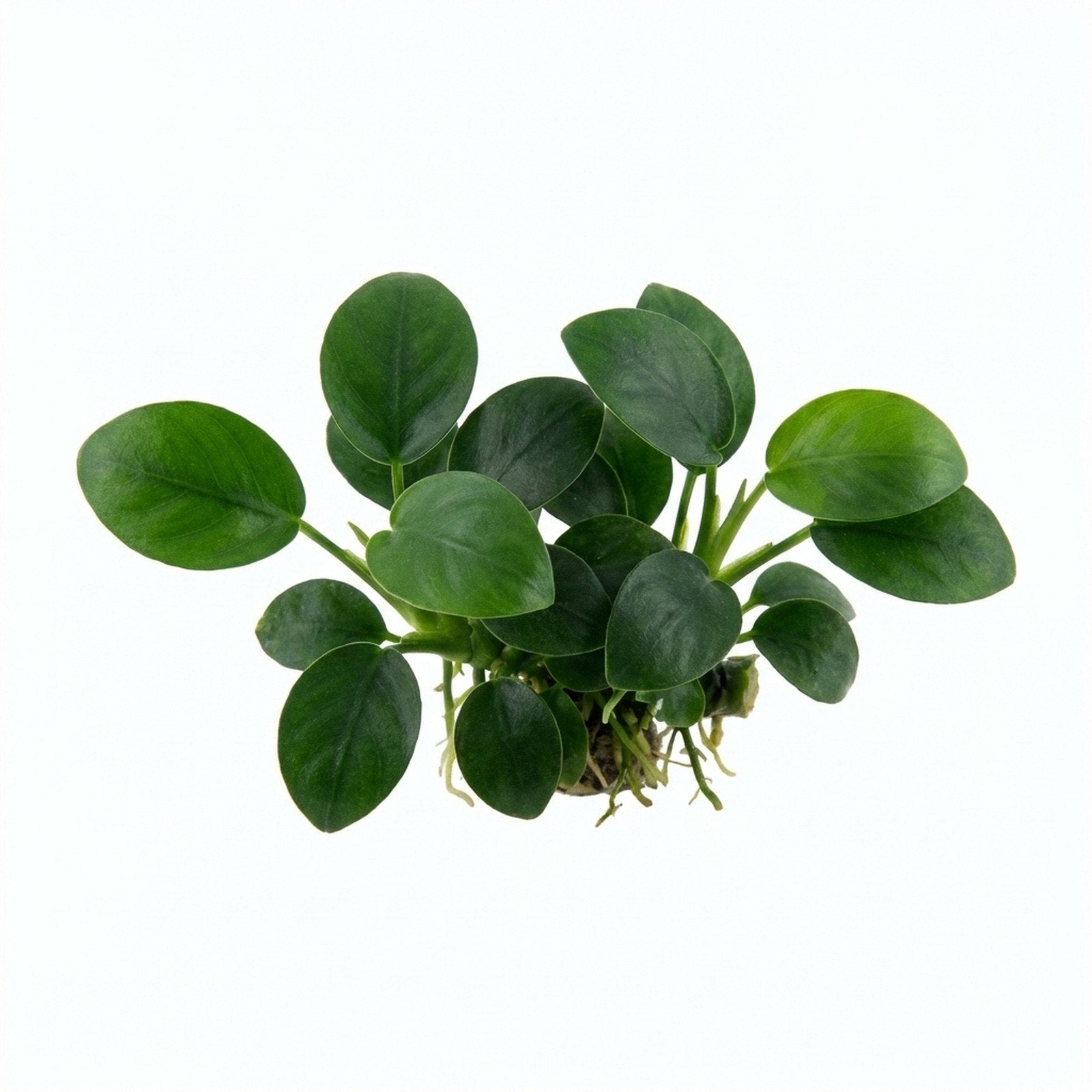 Anubias Barteri (Nana Petite)