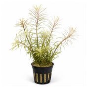Ludwigia Inclinata "Verticillata White"