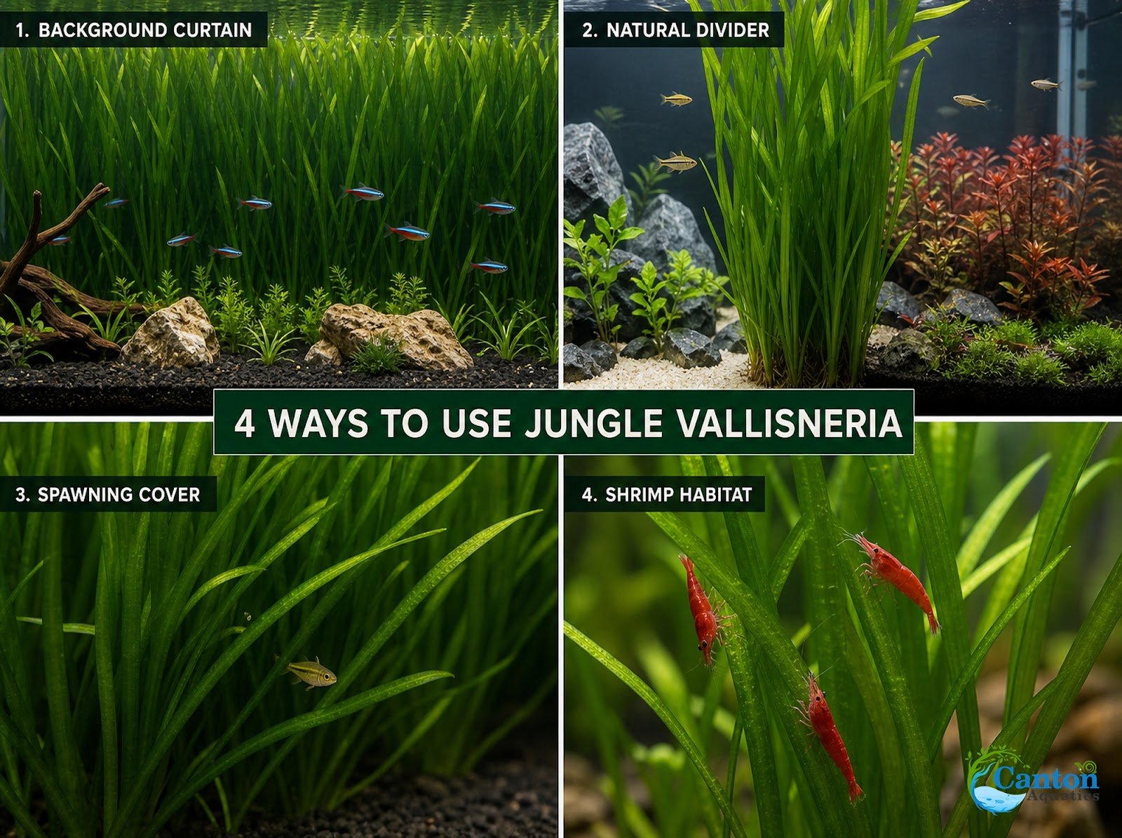 6 Jungle Vallisneria American Val Plants
